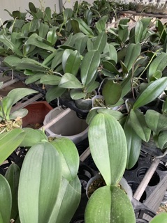 Lan hồ điệp hoa đại gốc