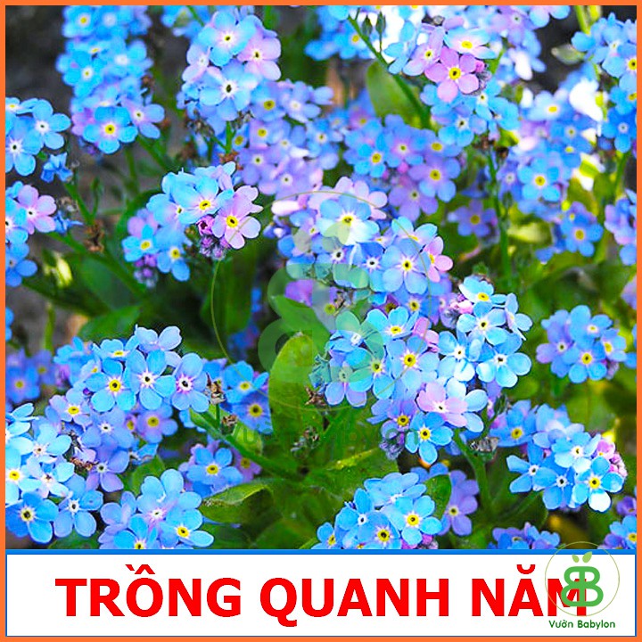 Hạt Giống Hoa Lưu Ly Dễ Trồng, Hoa Cực Đẹp