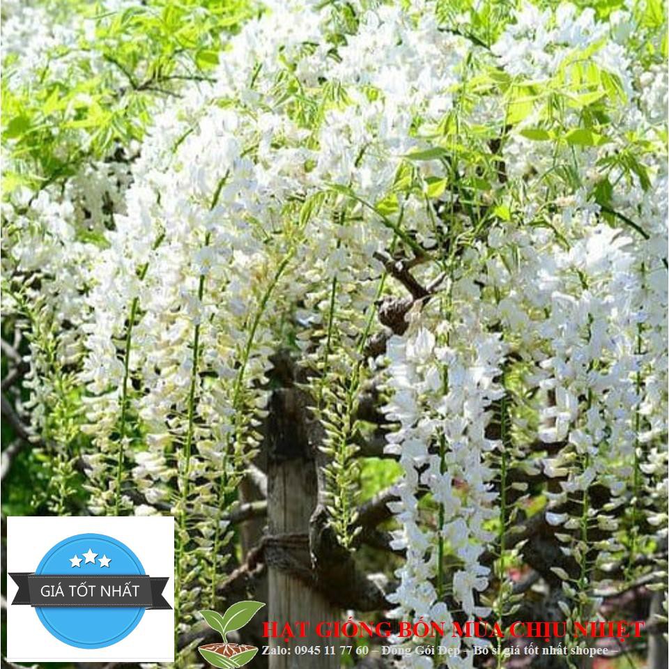 Hoa Tử đằng: cây hoa leo thân hóa gỗ 5 hạt ĐẾN MÙA TRỒNG TẾT