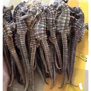 COMBO 10 CON CÁ NGỰA KHÔ SIZE 8-10CM