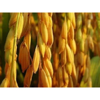 1kg Lúa (thóc) thức ăn gà vịt chim 2021
