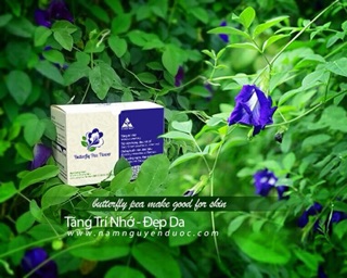 Trà túi lọc hoa đậu biếc