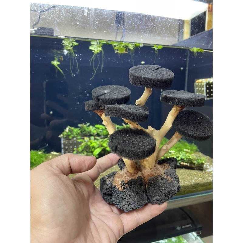 Lũa bonsai tự nhiên gắn mút cao 15cm