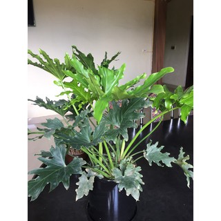 giá gốc- TRẦU BÀ THANH XUÂN TO 3 CÂY_TRẦU BÀ CÁNH PHƯỢNG