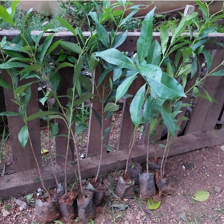Giống Cây Lá Vối Nếp, Cây Chè Vối - Cây Cao 40-50 cm