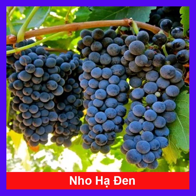 Cây Nho Hạ Đen Không Hạt - cây ăn quả