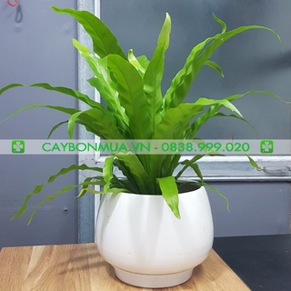 [CAYBONMUA.VN] Cây Lan Tổ Yến [CHẬU MINI SIÊU ĐẸP] Cao 30cm-40cm