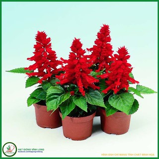 Hạt giống hoa Xác pháo đỏ AFM01 - 15 hạt