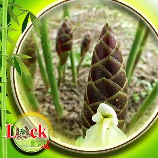 Ngải sậy vàng - Ngải TÌNH YÊU