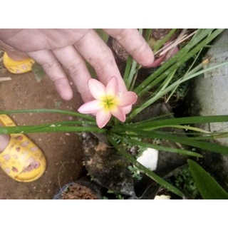 củ hoa huệ mưa