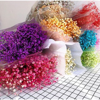 🌸Loại đẹp🌸 Hoa baby khô HOA BABY BLOOM decor chụp ảnh, trang trí nhà cửa, phòng ngủ phòng cách vintage