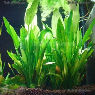 Cây Thủy Sinh Nhân Tạo Bằng Nhựa Cao 15cm Trang Trí Bể Cá