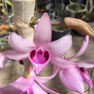 Giả Hạc Nù Tam Bố, Cây con giống rất đẹp