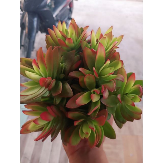 Crassula Campfire ( Tứ Phương) bụi lớn