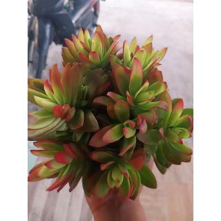 Crassula Campfire ( Tứ Phương) bụi lớn