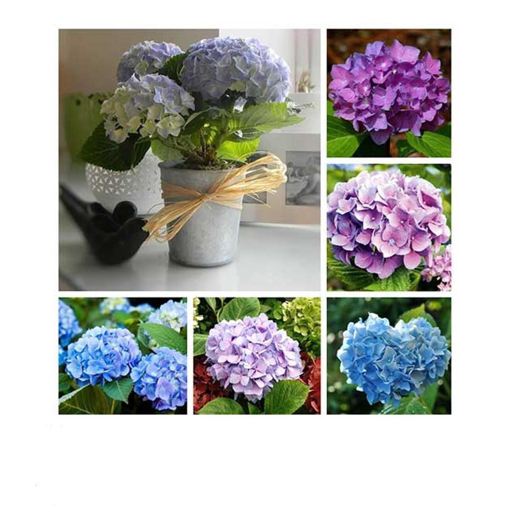 Hg16 Gói 10 Hạt giống hoa cẩm tú cầu CHỊU NHIỆT ĐẾN MÙA TRỒNG TẾT KHUYẾN MẠI SHOP MỚI HẠ GIÁ SỈ
