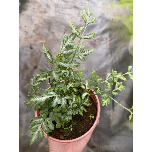 Chậu cứng lữ phụng tiên - Silver lace fern