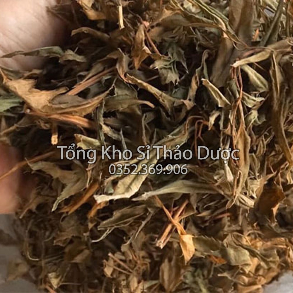 Lá đinh lăng khô 500g (Trà đinh lăng thanh lọc cơ thể, hỗ trợ mất ngủ)