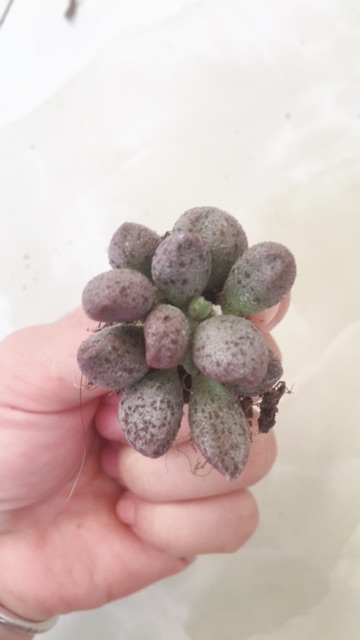 Cây giọt nước sần