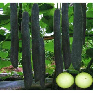 HẠT BÍ SẶT – BÍ XANH