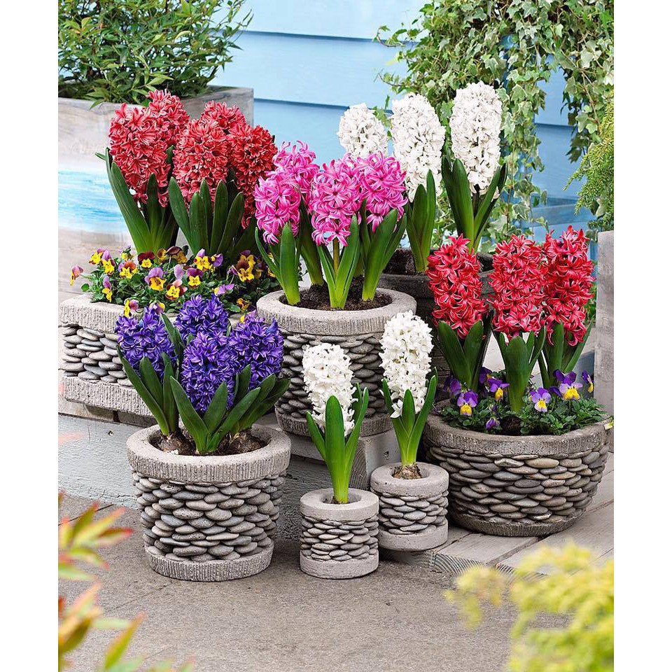 Củ hoa Tiên ông Hà Lan 9 màu đã kích mầm_Củ thô chưa trồng