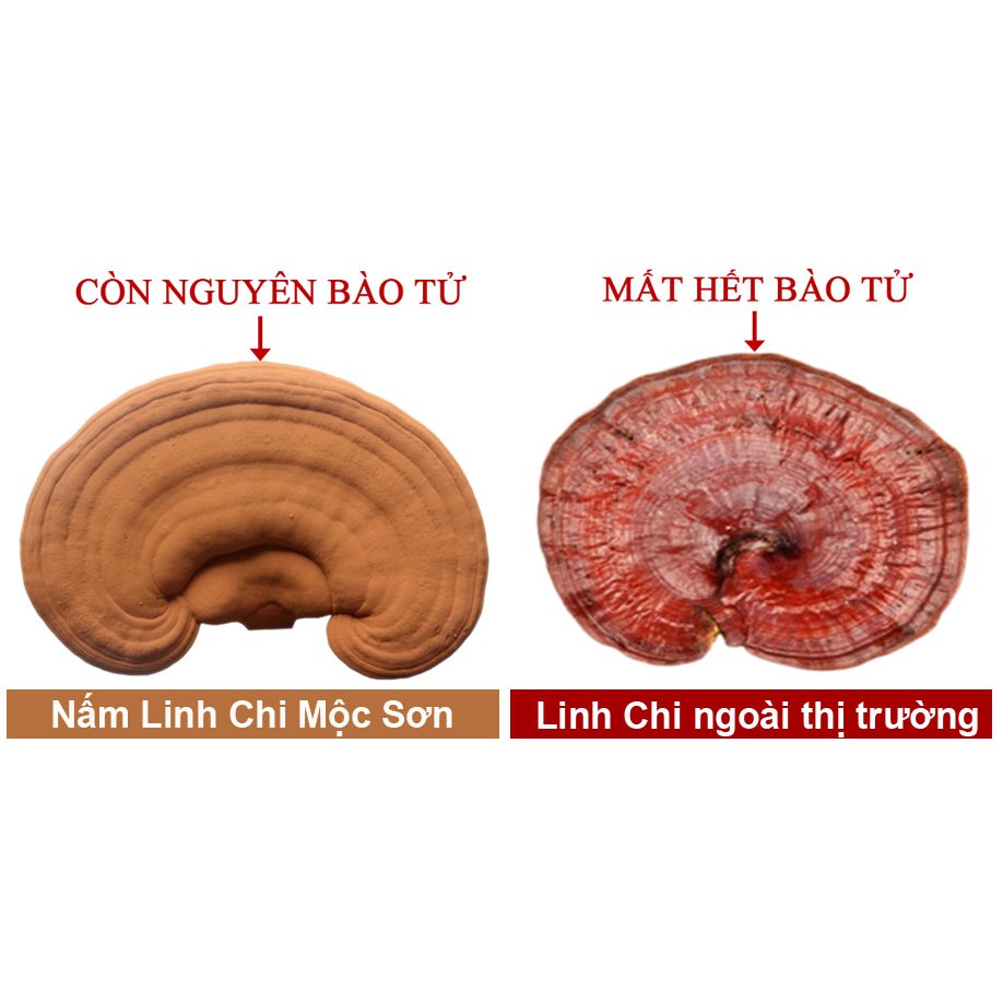 100G BÀO TỬ NẤM LINH CHI THƯỢNG HẠNG MỘC SƠN