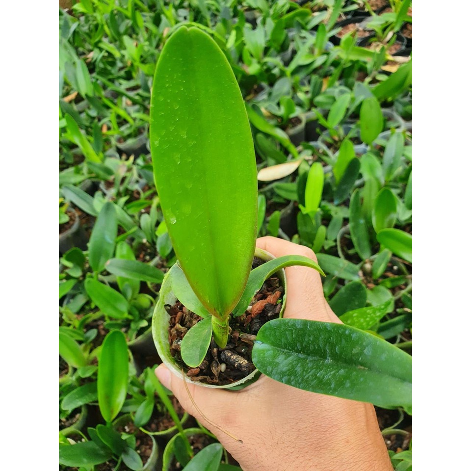 combo 10 chậu cattleya hàng giống  10 màu giá siêu rẻ