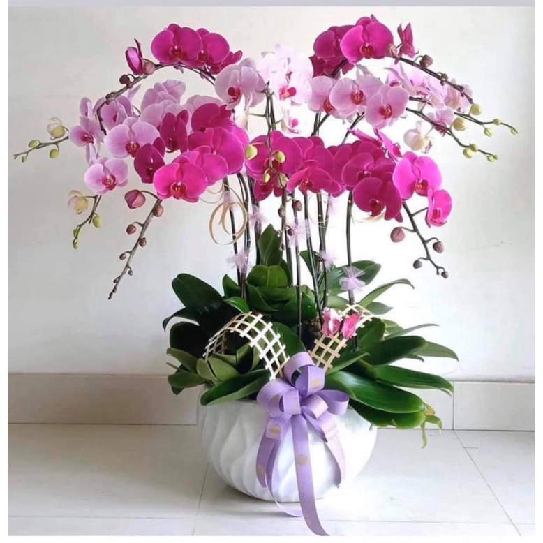 HẠT GIỐNG LAN HỒ ĐIỆP NHIỀU MÀU
