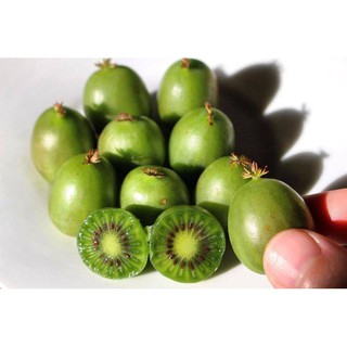 Hạt giống Kiwi lùn - Kiwi bonsai F1