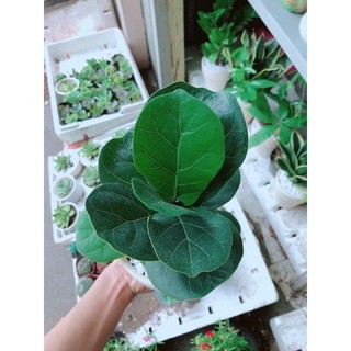 Bàng Singapo mini để bàn (bao gồm chậu )