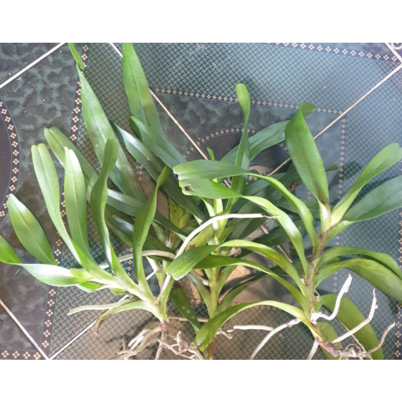 1 cây lan tam bảo sắc hoa vàng