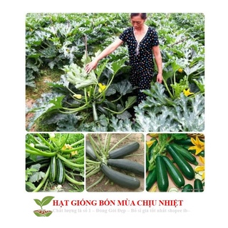 Hạt Giống Bí Ngòi Xanh Hàn Quốc F1 - 10 hạt