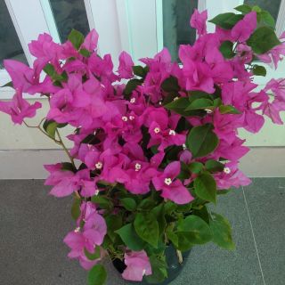 Giấy màu sát pháo