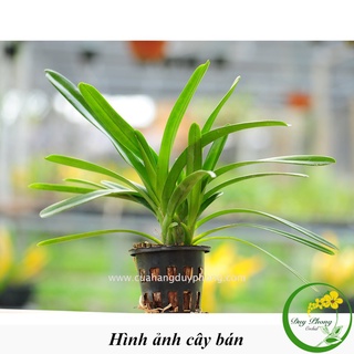 Hoa lan - kiếm vàng phan trí | gieo hạt, cây giống, bản lá to, dày cứng, màu hoa vô cùng bắt mắt