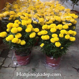 Hạt Giống Hoa Vạn Thọ Mỹ