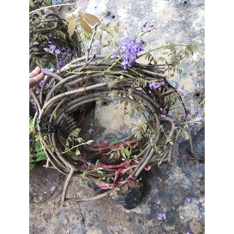 Cây dây leo tử đằng hoa tím trồng ban công leo siêu khoẻ và tốt