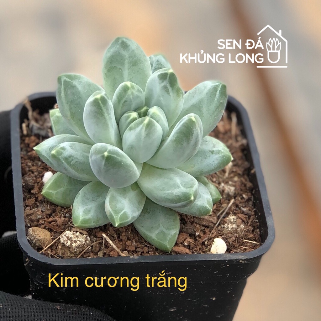 Sen đá Kim Cương Trắng - pachyphytum compactum rose