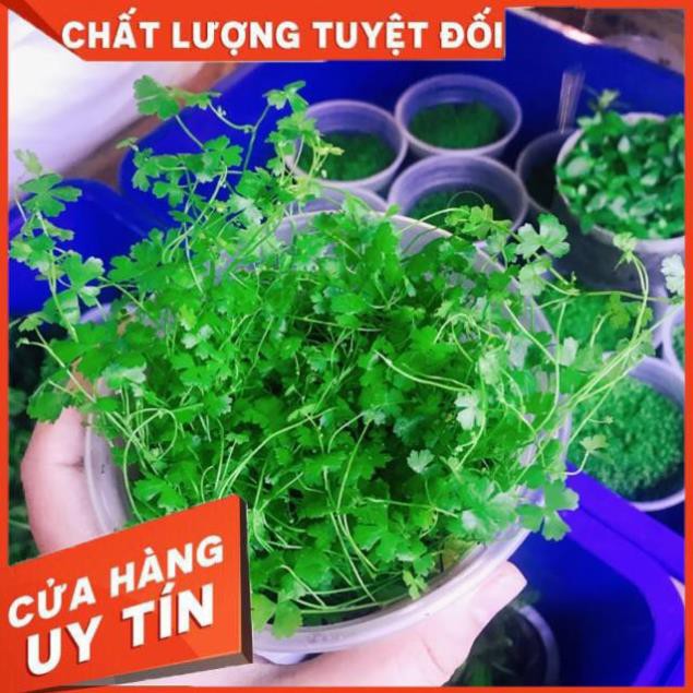 [Gía hủy diệt] Rau Má Hương Thuỷ Sinh - Trải Nền Cực Đẹp