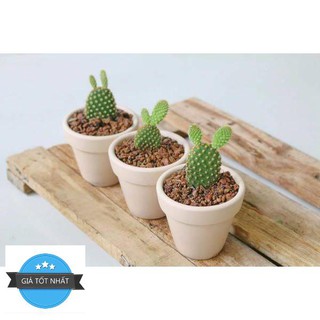 Hạt giống Xương rồng tai thỏ 20 hạt ĐẾN MÙA TRỒNG TẾT