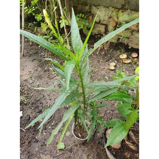 Cây hoa chiều tím màu hồng