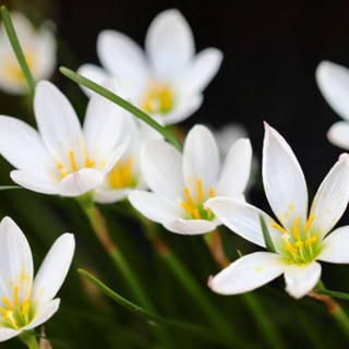 1Củ hoa hệ mưa màu trắng