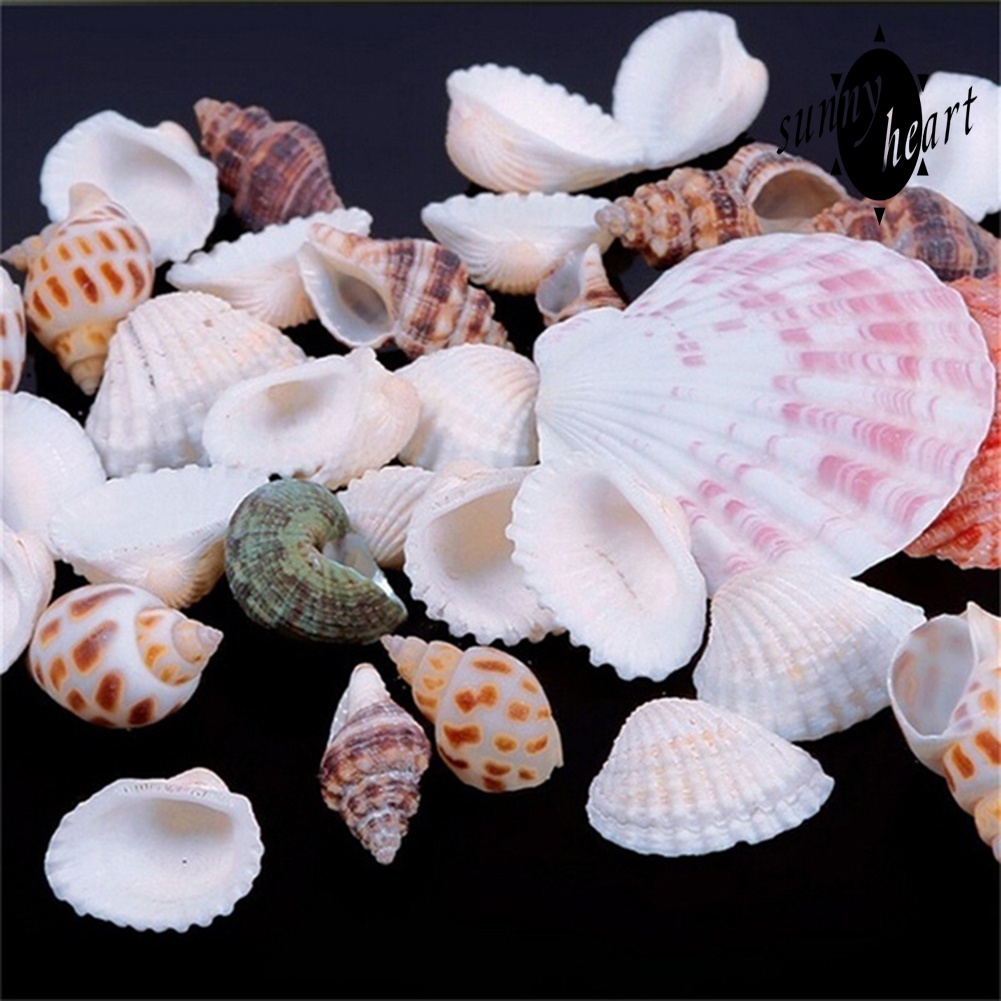 100g Vỏ Ốc Vỏ Sò Nhiều Màu Dùng Để Trang Trí Bể Cá Cảnh Độc Đáo