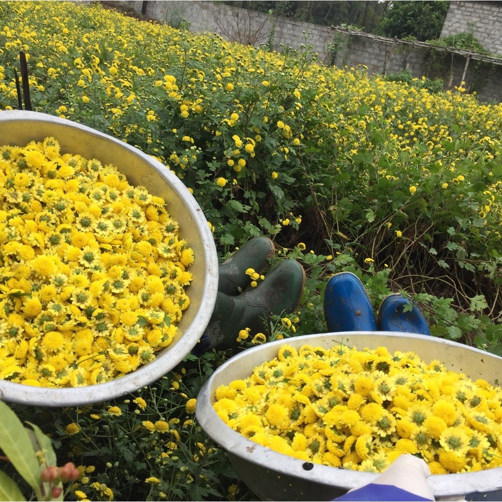 Hạt Giống Cúc Chi F1