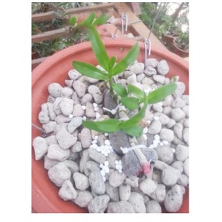 ĐÁ BỌT NÚI LỬA PUMICE STONE (1kg)