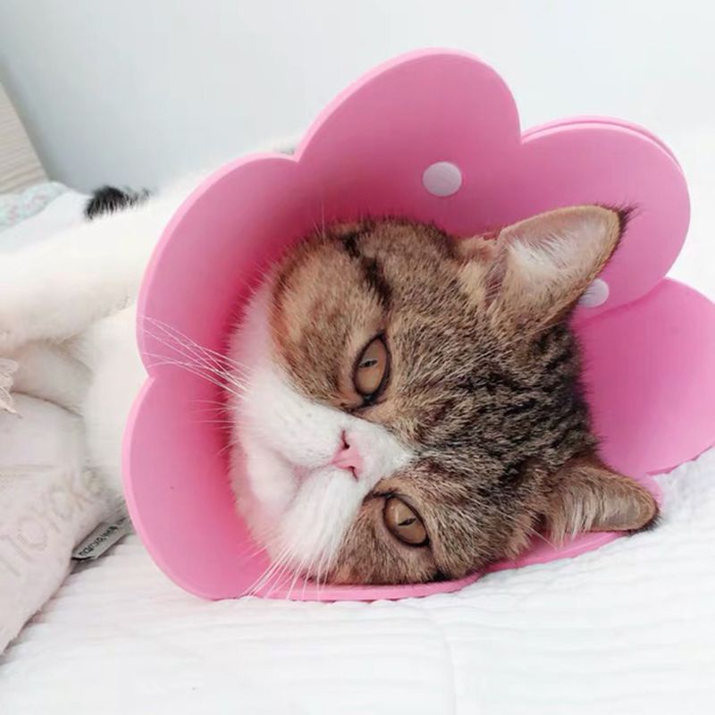 Vòng Cổ Phục Hồi Vết Thương Cho Thú Cưng
