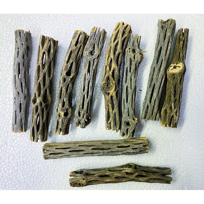 LỦA CHOLLA 15CM TRANG TRÍ HỒ TÔM TÉP CÁ CẢNH