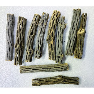 LỦA CHOLLA 15CM TRANG TRÍ HỒ TÔM TÉP CÁ CẢNH