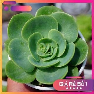 Sen Đá Bèo Pháp cánh tròn chậu 9cm , dễ sống, sen đá Đà Lạt giá rẻ, Lỗi 1 đổi 1