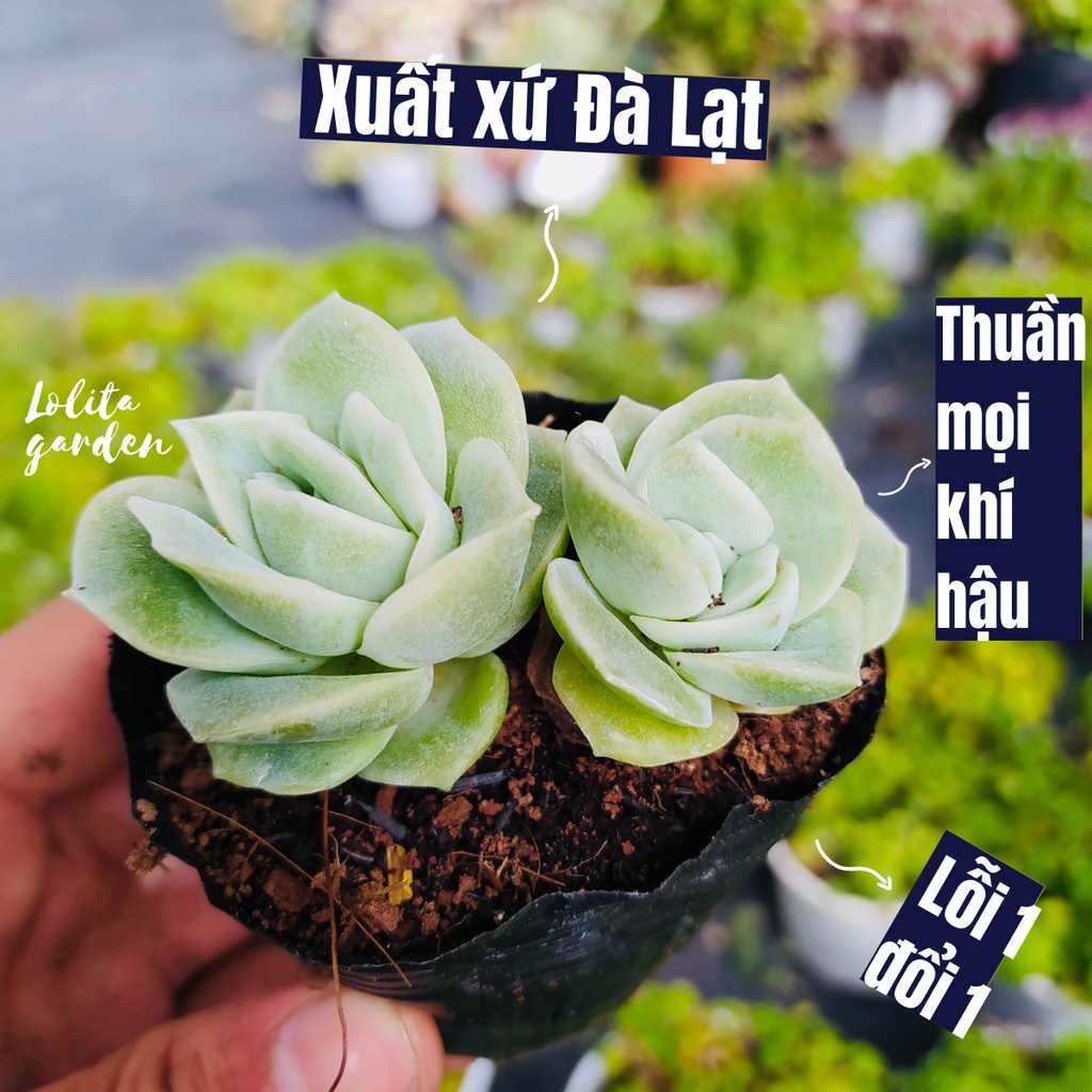 SEN ĐÁ HOA HỒNG HÀ LAN SIZE BÉ, HÀNG ĐÀ LẠT, SIÊU XINH SIÊU KHỎE, LỖI 1 ĐỔI 1