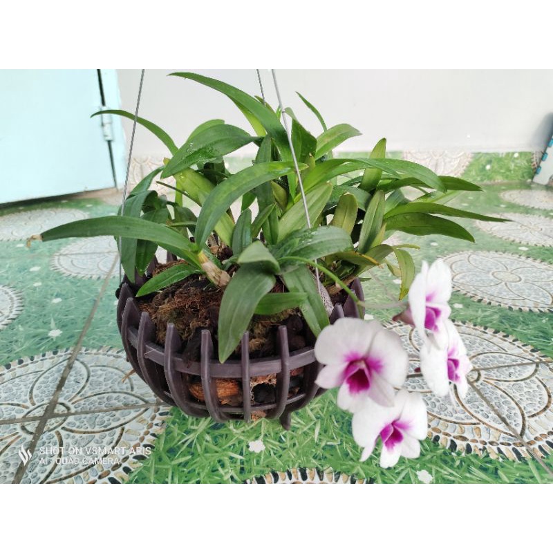 Lan Đùi Gà Hoa Trắng Tím Nở Hoa Quanh Năm